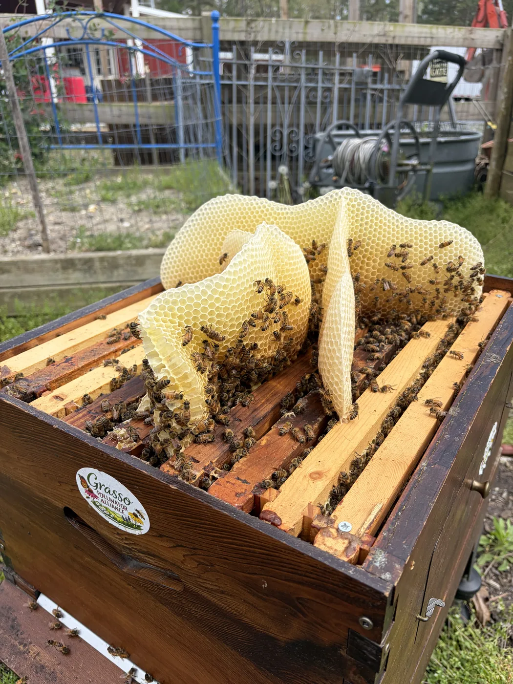 An open Grasso Pollinator Alliance beehive showing natural comb and honeybees at work
