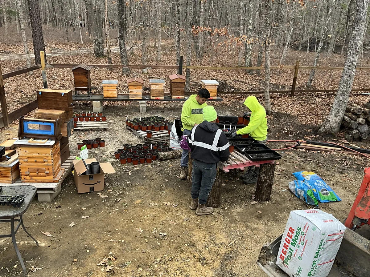 Seed trays and native plant starts beside the beehives
