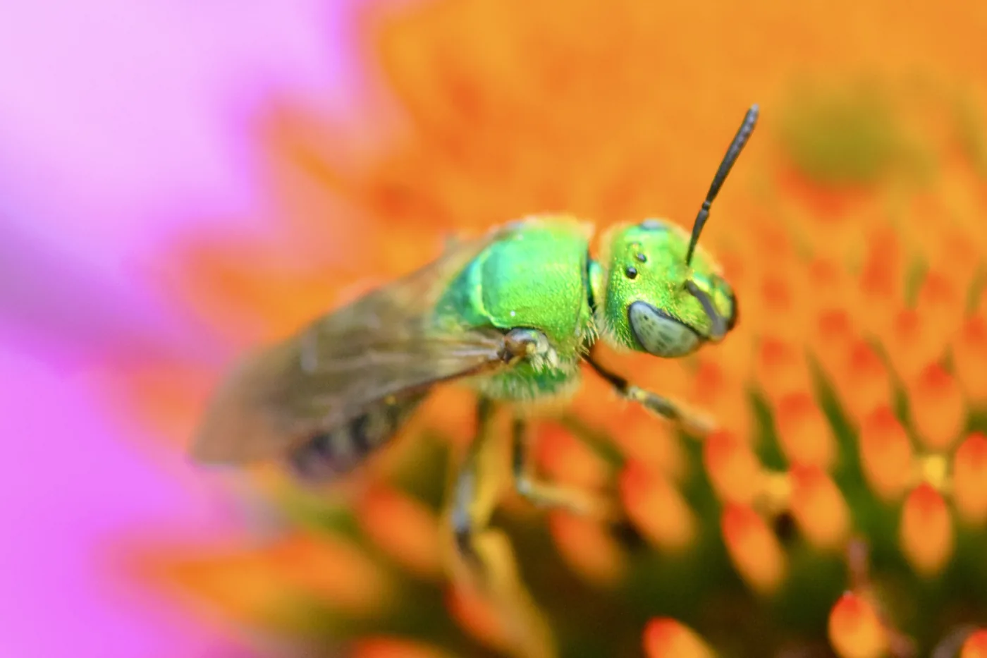 A metallic green sweat bee (Agapostemon virescens) gathering pollen on a flower