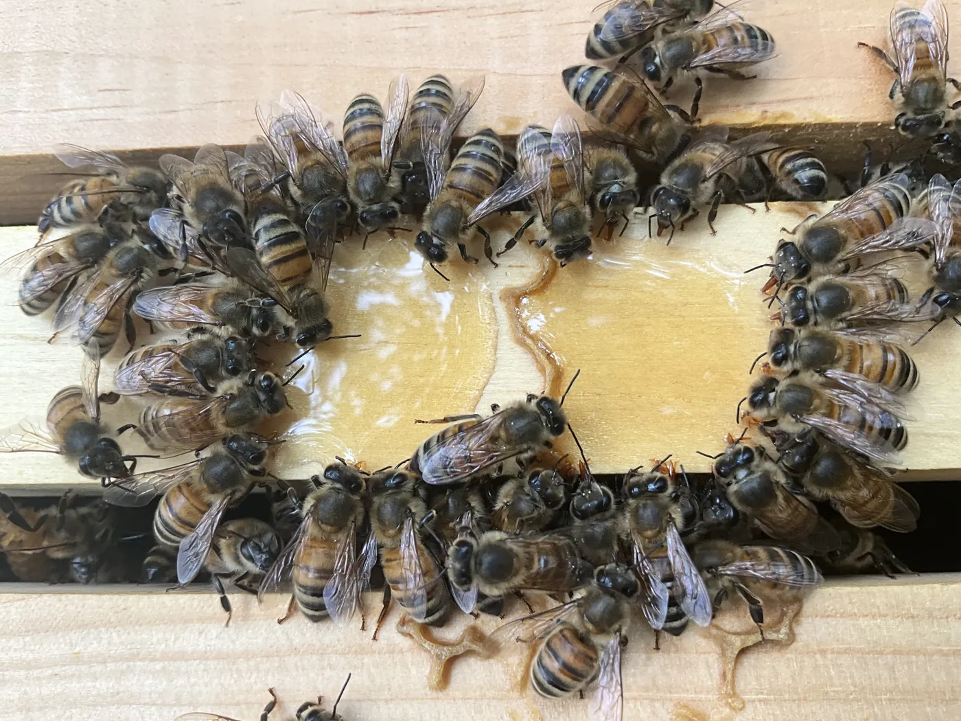 Honeybees gathered around fresh honey on the top bars of a hive frame