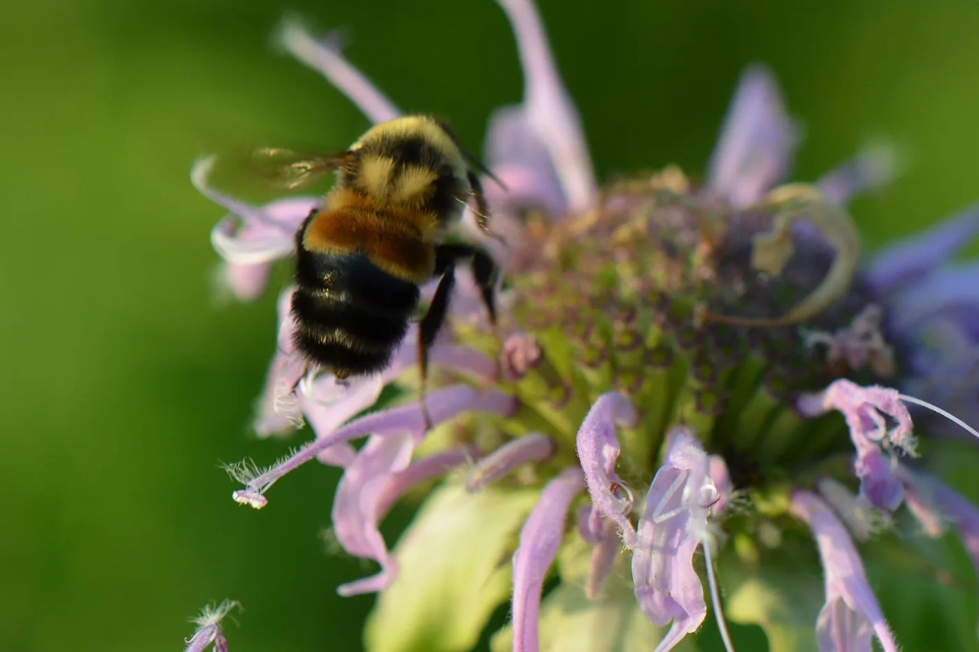 A rusty patched bumble bee (Bombus affinis), the federally endangered species not seen in New Jersey since 2000