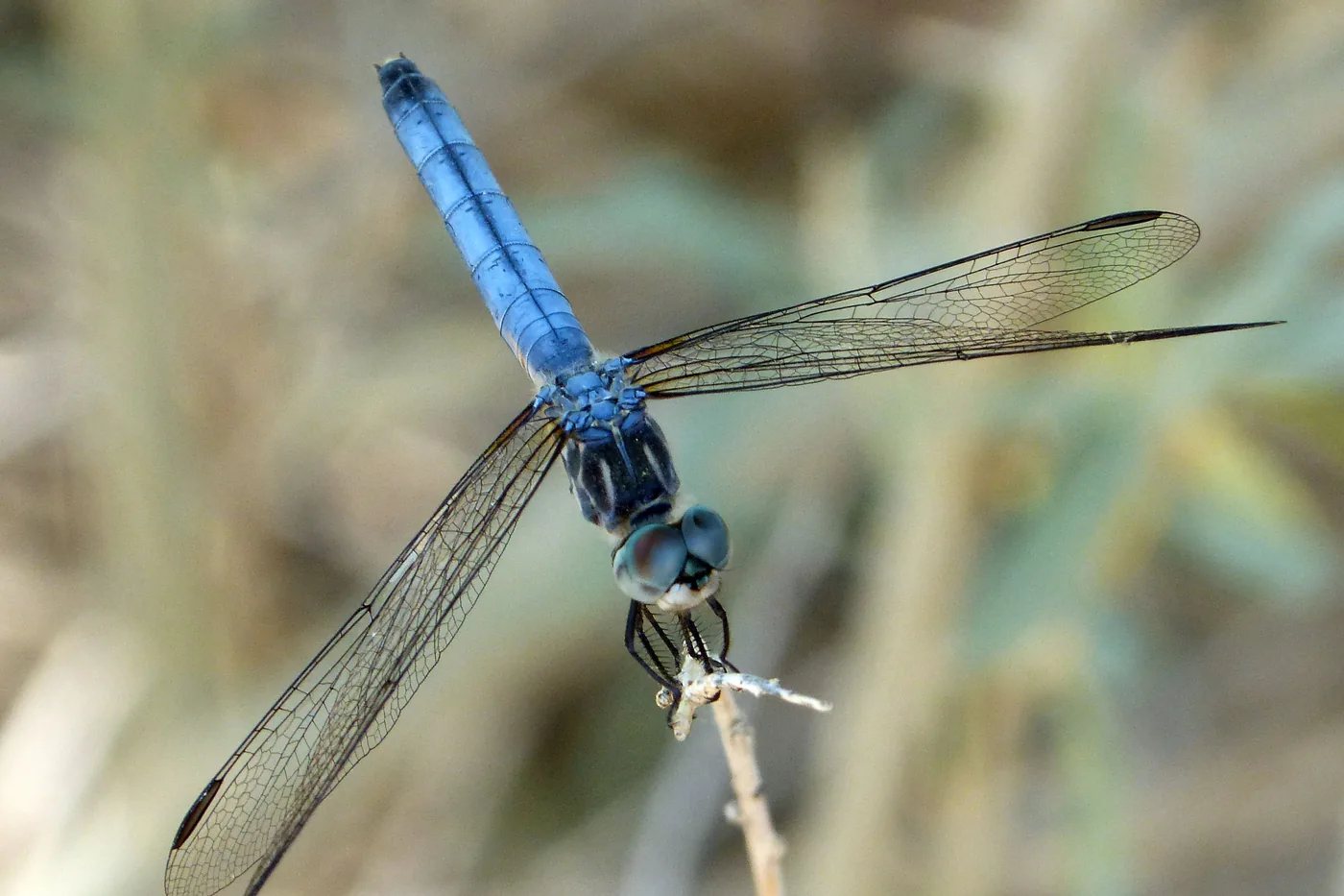 A blue dasher dragonfly perched on a stem, one of New Jersey's most common dragonflies