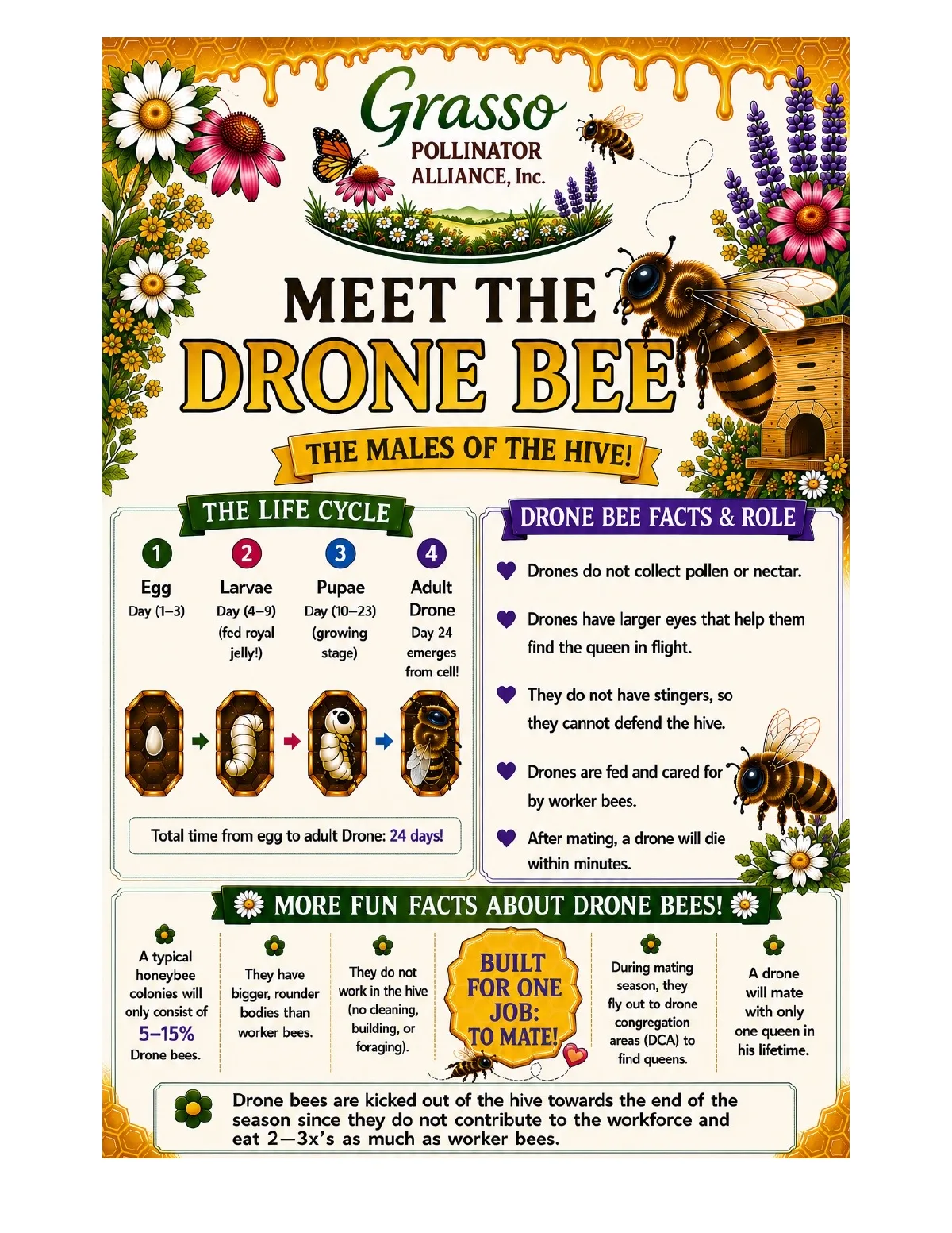 Meet the Drone Bee: the role of male bees in the hive
