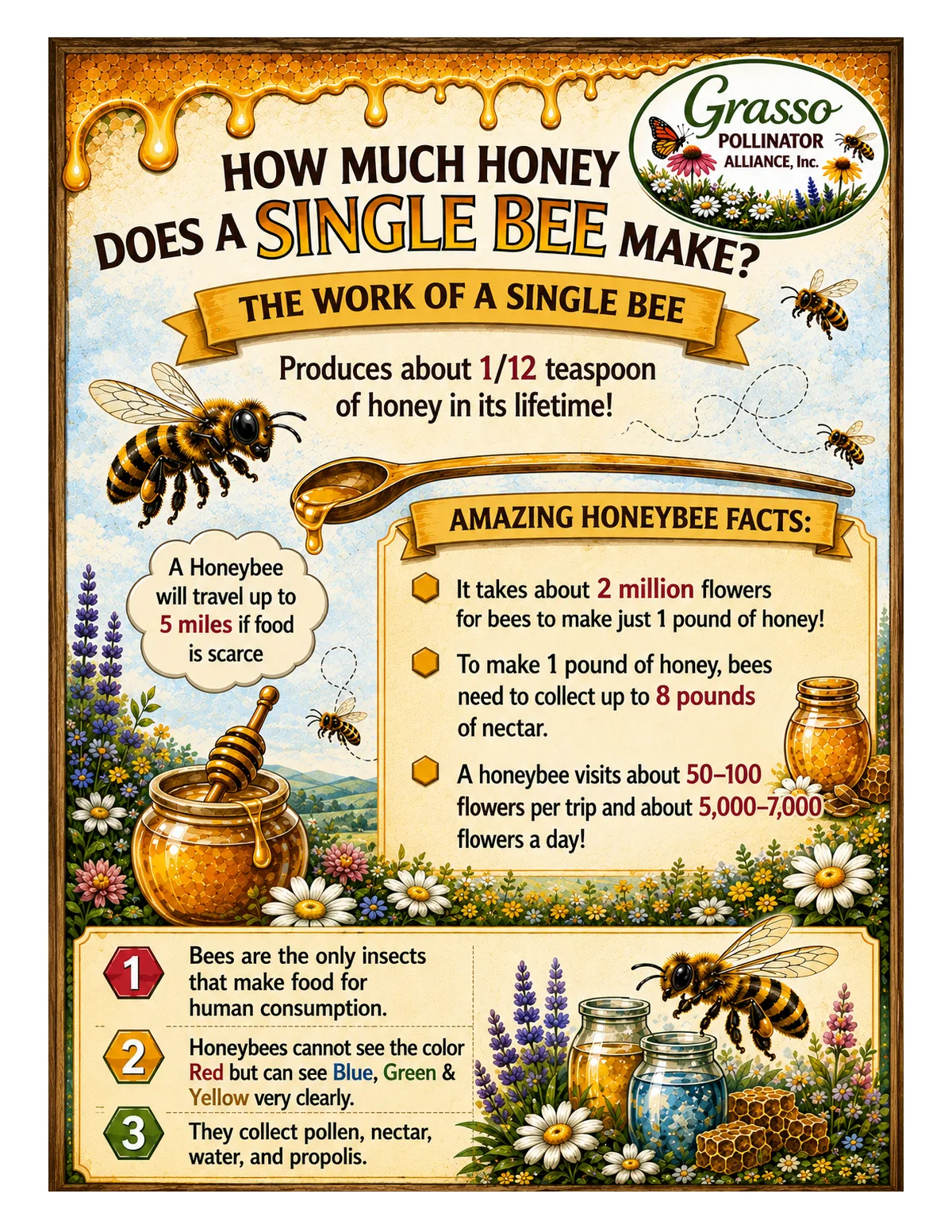 The Honey Bee: anatomy and how a single bee makes honey