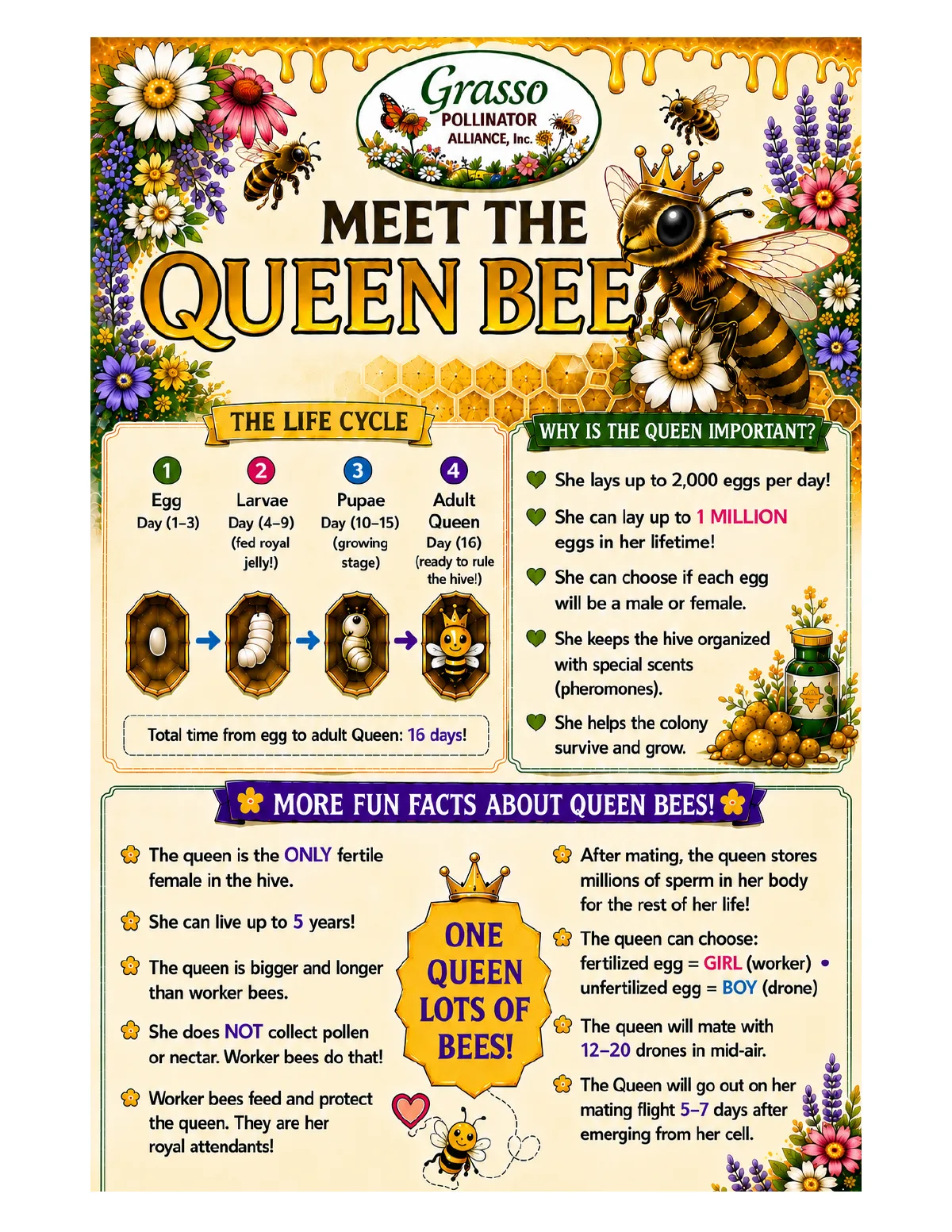 Meet the Queen Bee: life cycle, why she matters, and fun facts