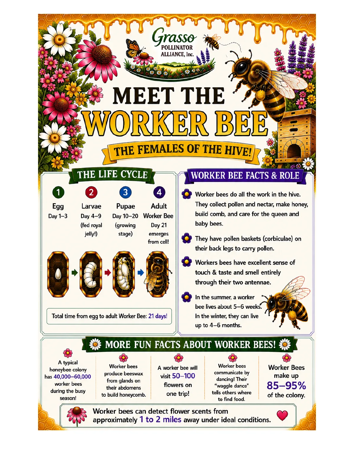 Meet the Worker Bee: the jobs of a worker bee through her life