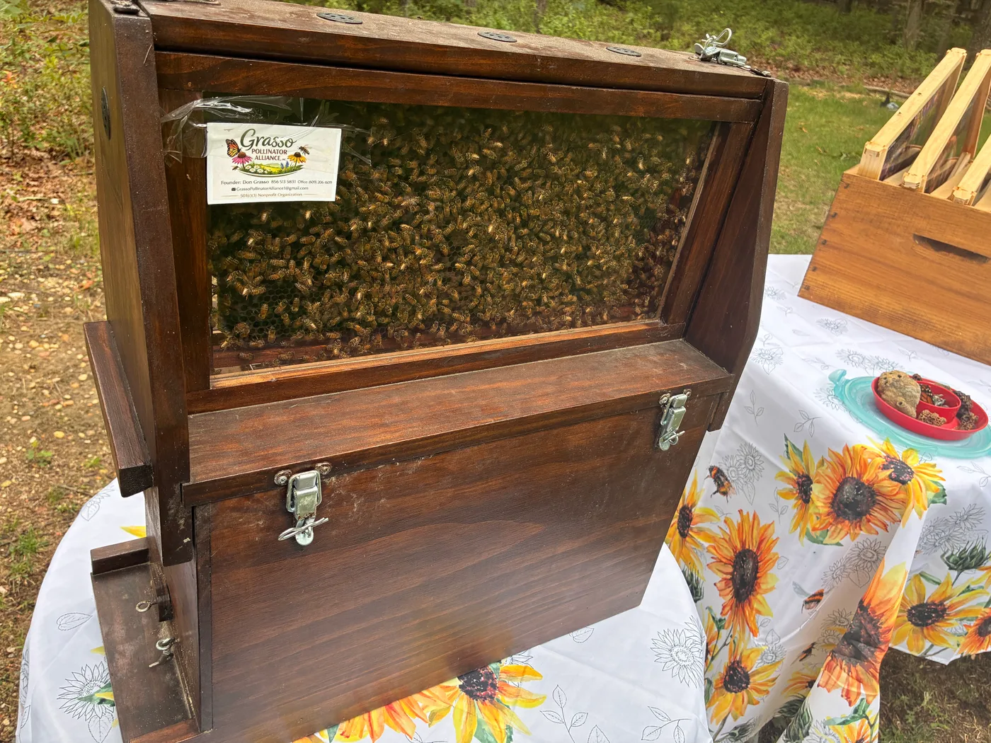 An open wooden observation hive filled with honeybees on the display table