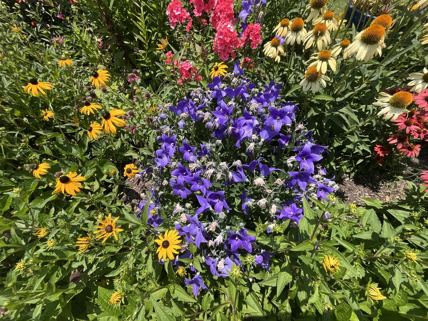 A backyard pollinator bed with purple balloon flowers, black-eyed susans, and coneflowers
