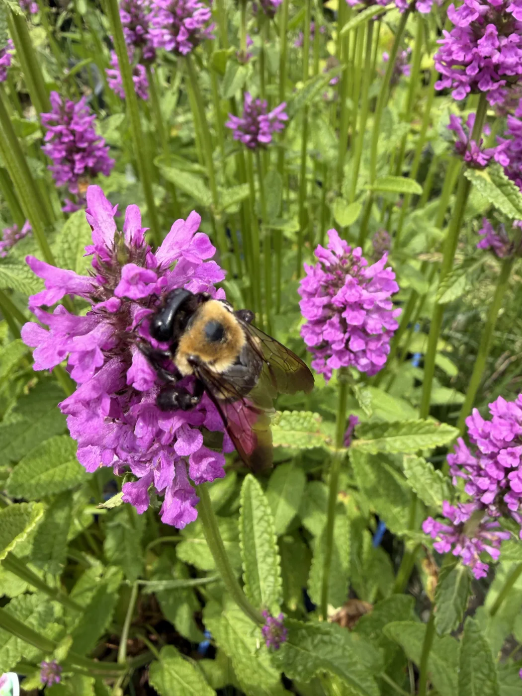 A bumble bee gathering pollen on purple betony blooms in a Grasso Pollinator Alliance garden