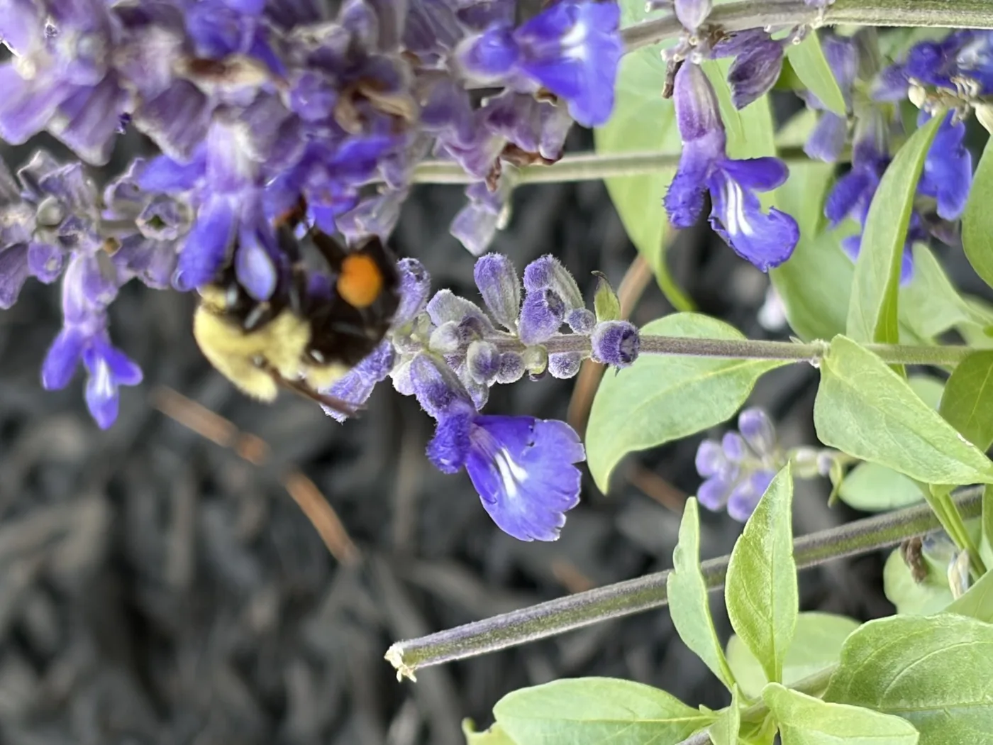 A bumblebee feeding on purple-blue salvia flowers in a native garden bed
