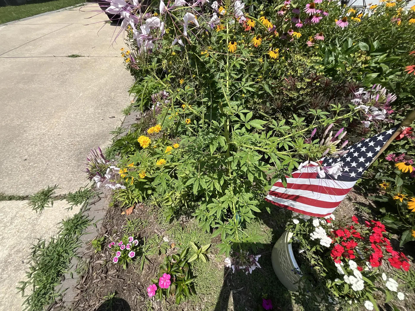 A curbside pollinator strip with marigolds, cleome, and an American flag