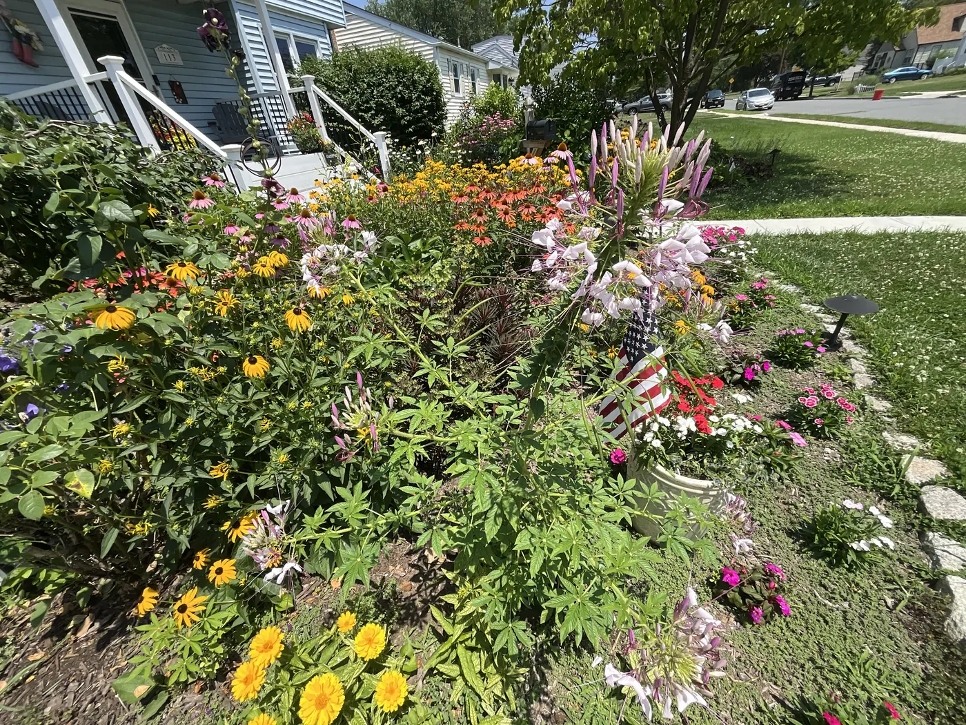 A front-yard pollinator garden with an American flag, cleome, and coneflowers