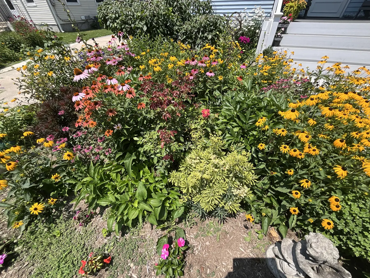 A full front-yard pollinator garden packed with coneflowers and black-eyed susans