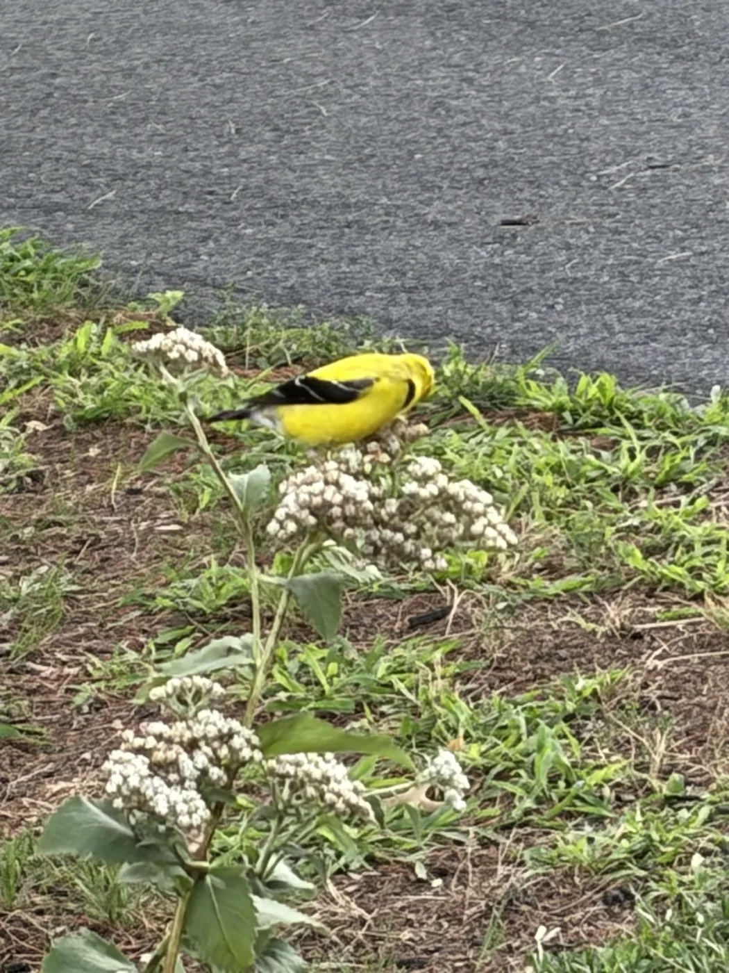 An American goldfinch feeding among white boneset blooms in a pollinator bed