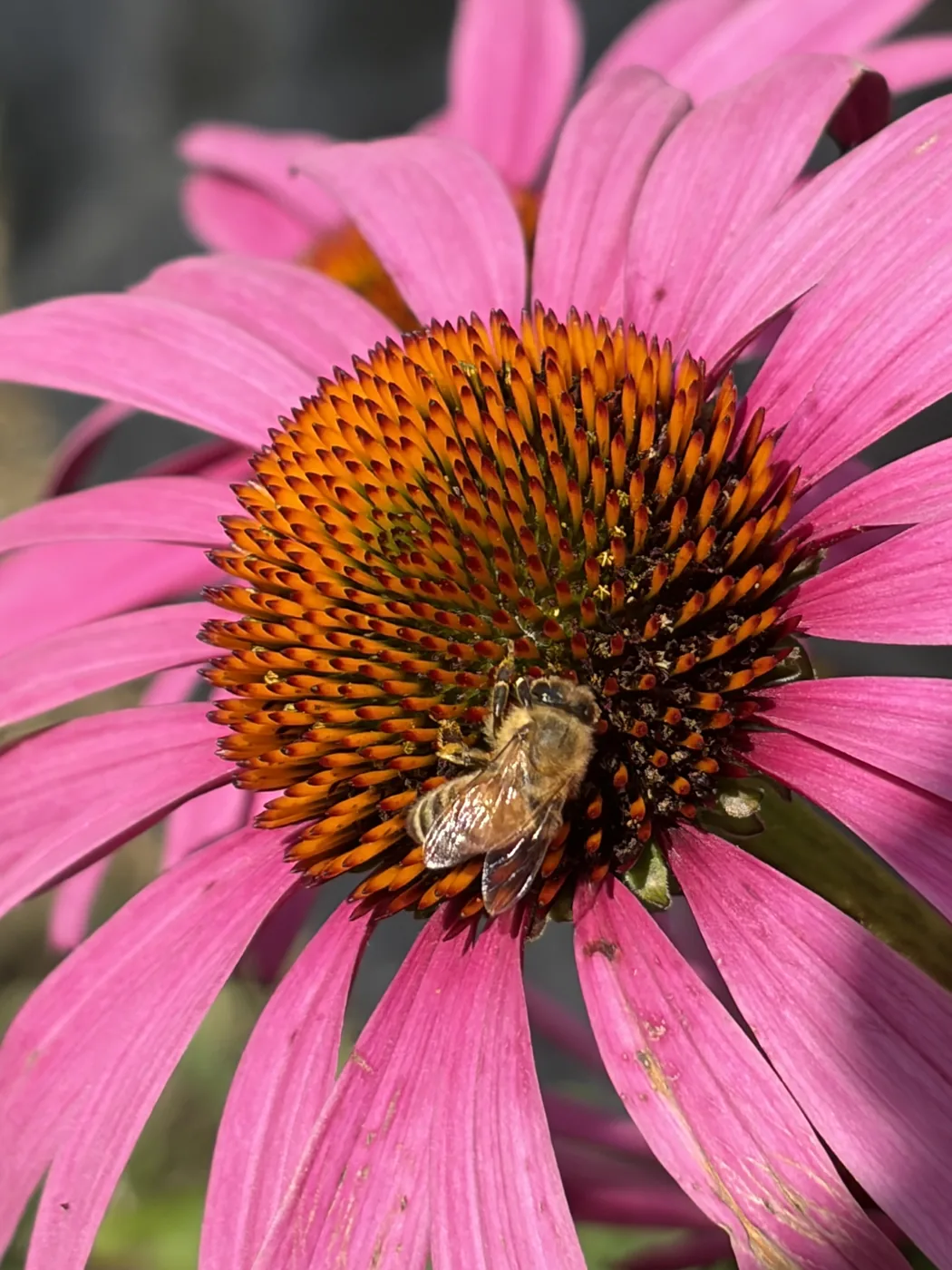 A honeybee gathering pollen from the orange center of a pink coneflower
