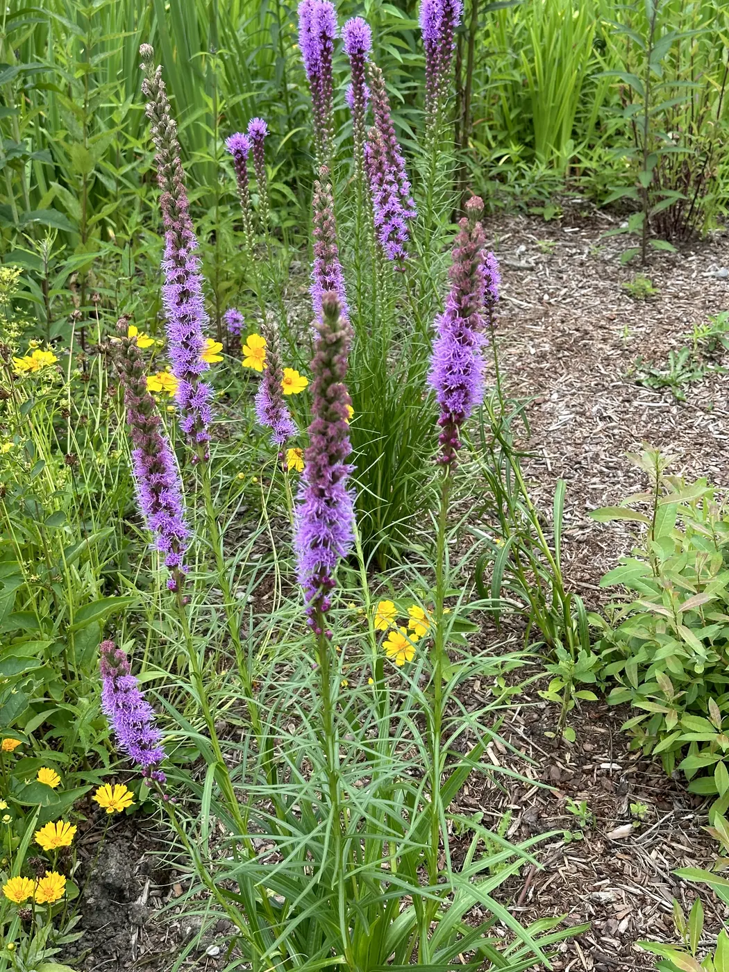Purple blazing star, also called liatris, blooming in a mulched native garden bed