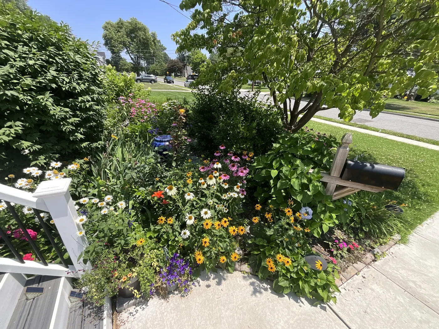 A pollinator garden lining a front walk and mailbox with zinnias and coneflowers