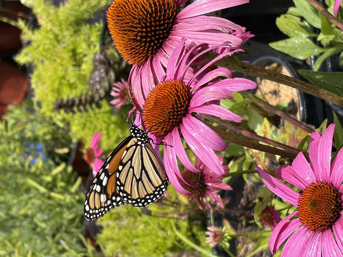 A monarch butterfly drinking nectar from a purple coneflower in a Grasso Pollinator Alliance garden