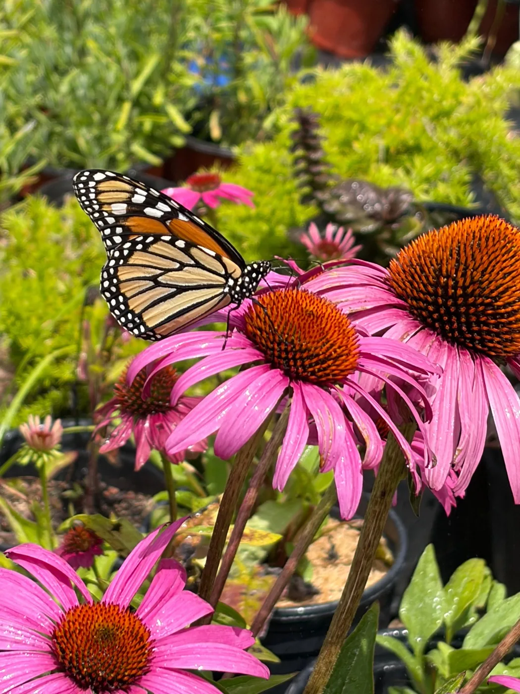 A monarch butterfly on purple coneflowers in full sun