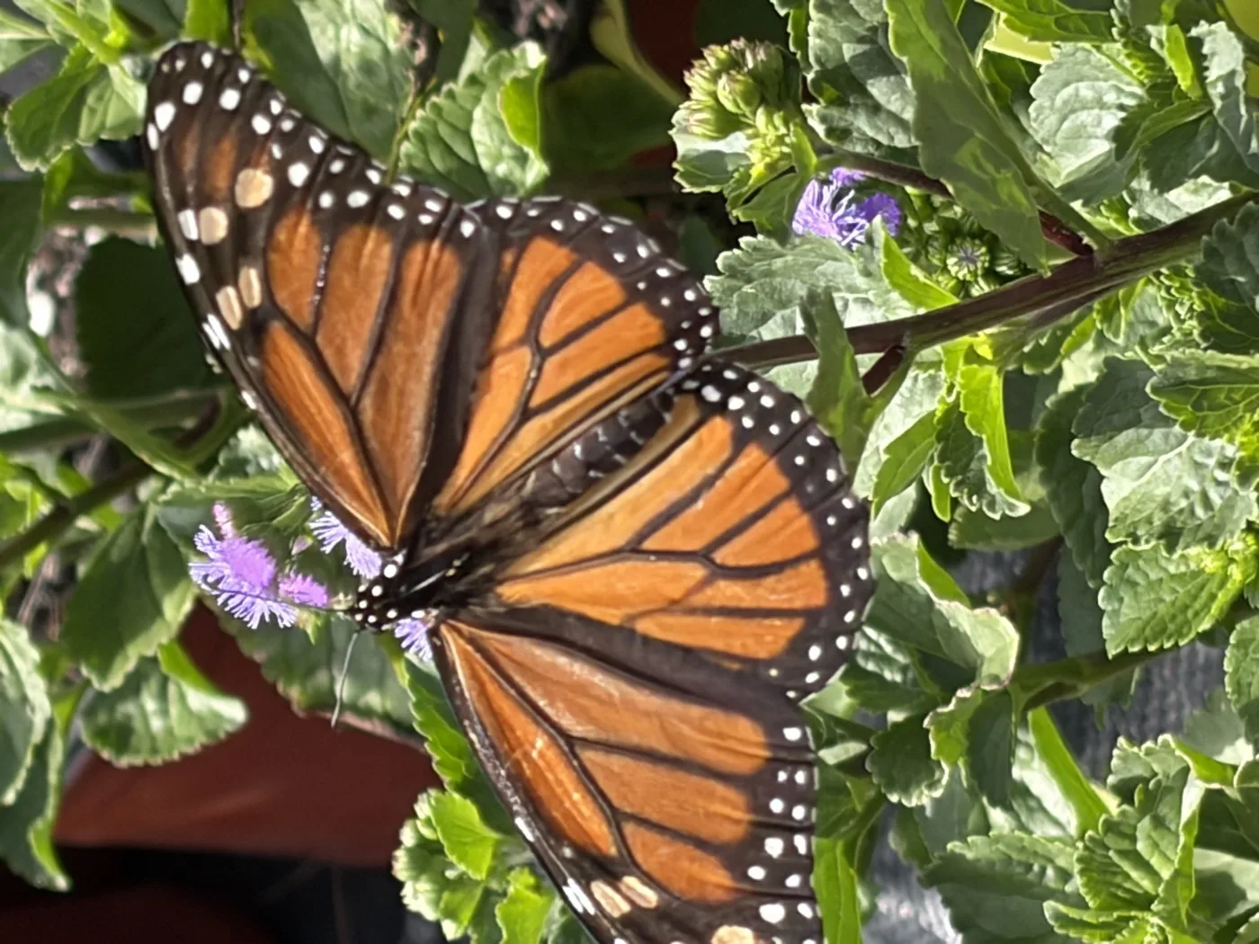 A monarch butterfly with open wings resting on green foliage