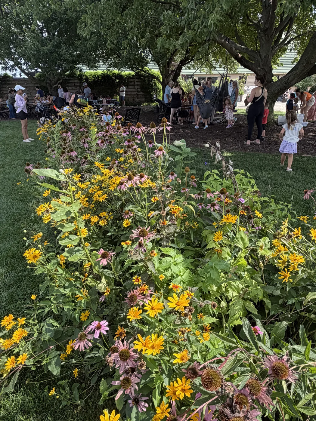 A pollinator garden in full bloom with black-eyed susans and coneflower, event tents behind it