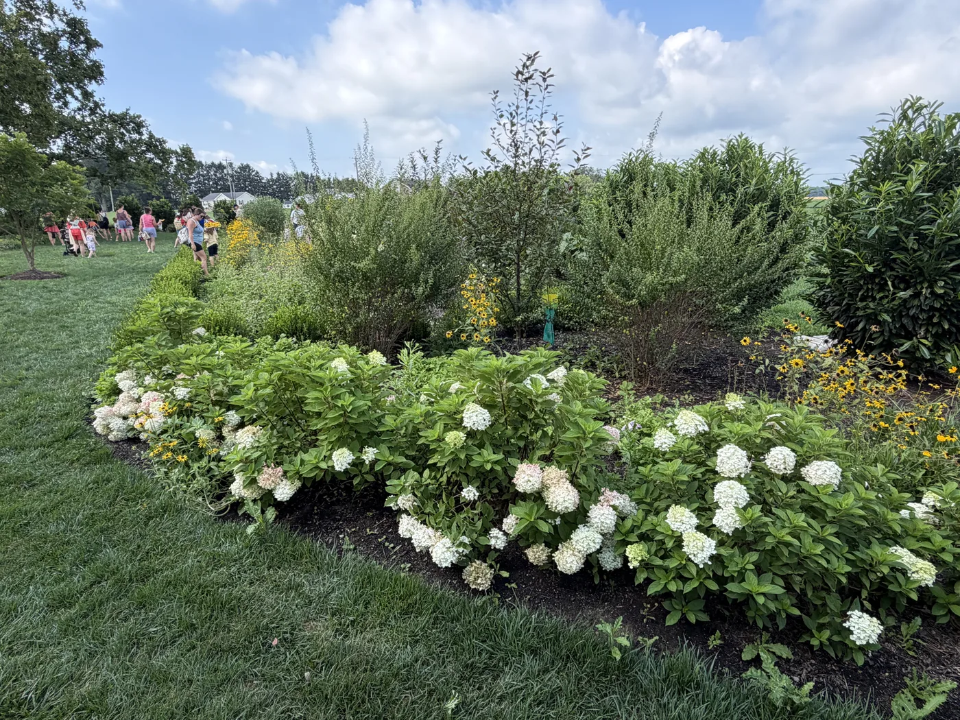 A wide view of the established pollinator beds and hydrangeas on the property