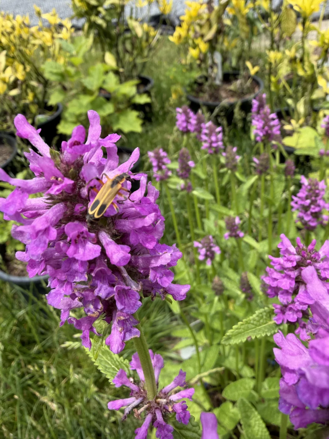 A goldenrod soldier beetle resting on purple betony blooms
