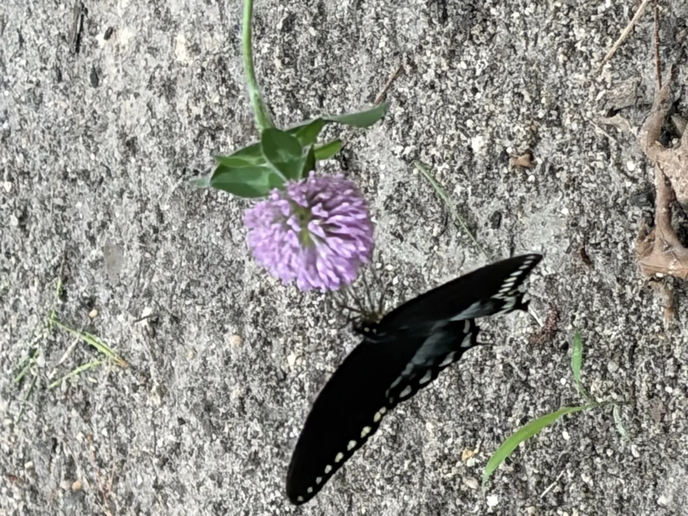 A black swallowtail butterfly feeding on a purple clover flower