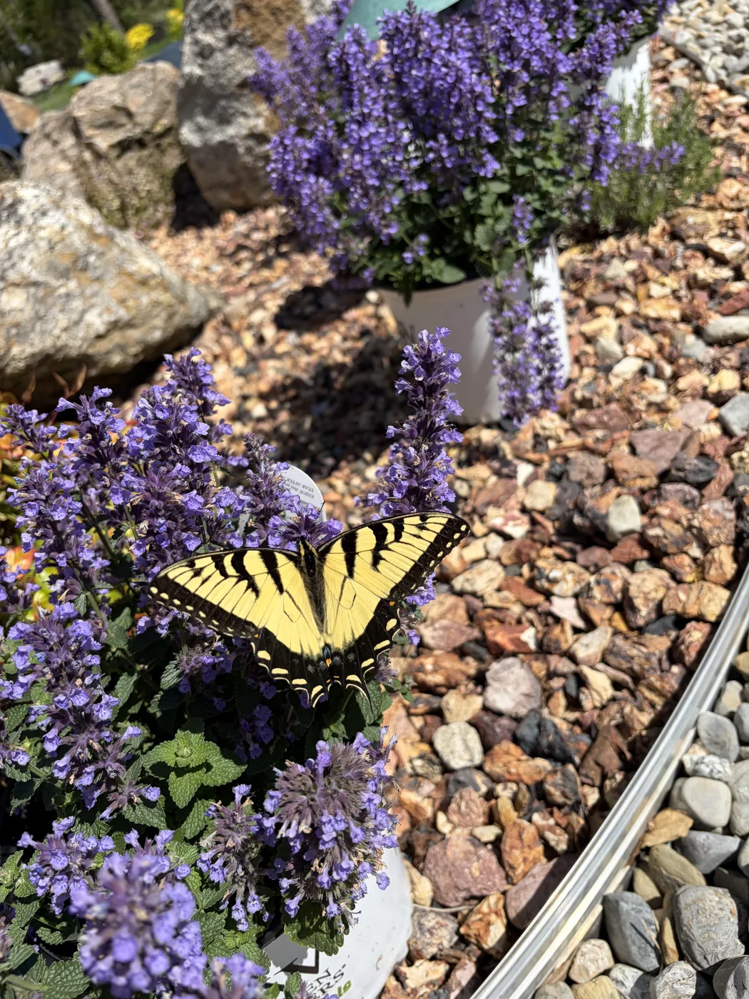 An eastern tiger swallowtail butterfly feeding on purple catmint in a rock garden bed