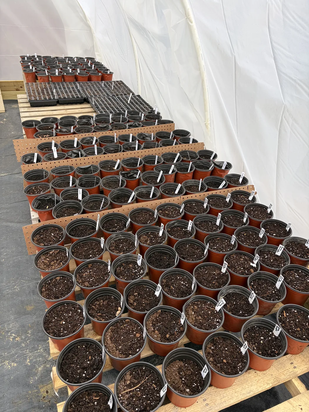 Rows of native seedlings started in the Grasso greenhouse