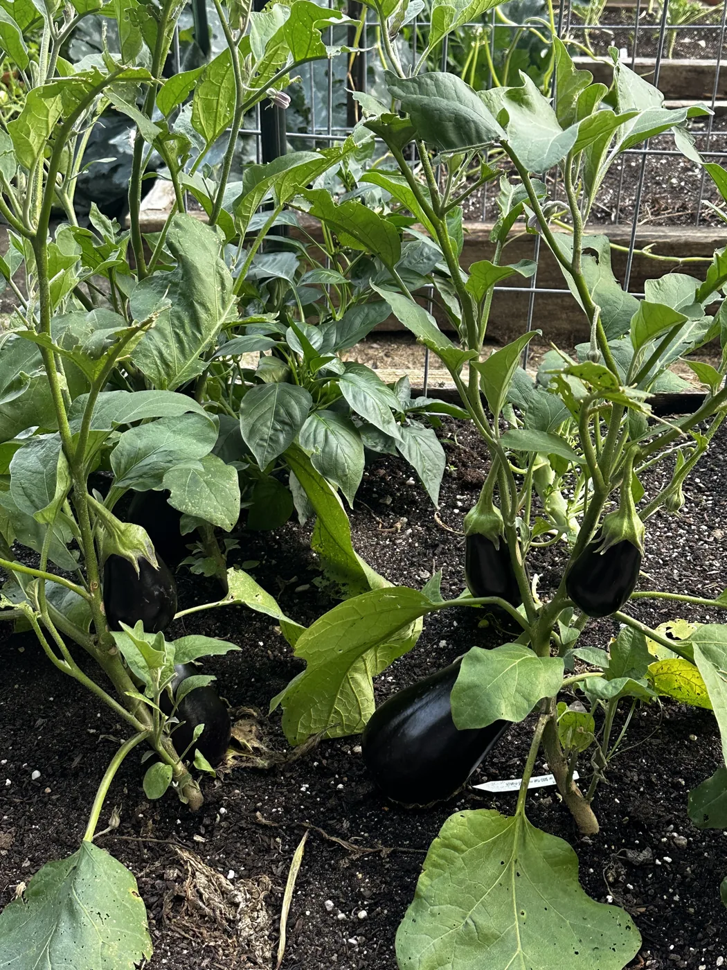 Organic eggplants growing in the vegetable garden
