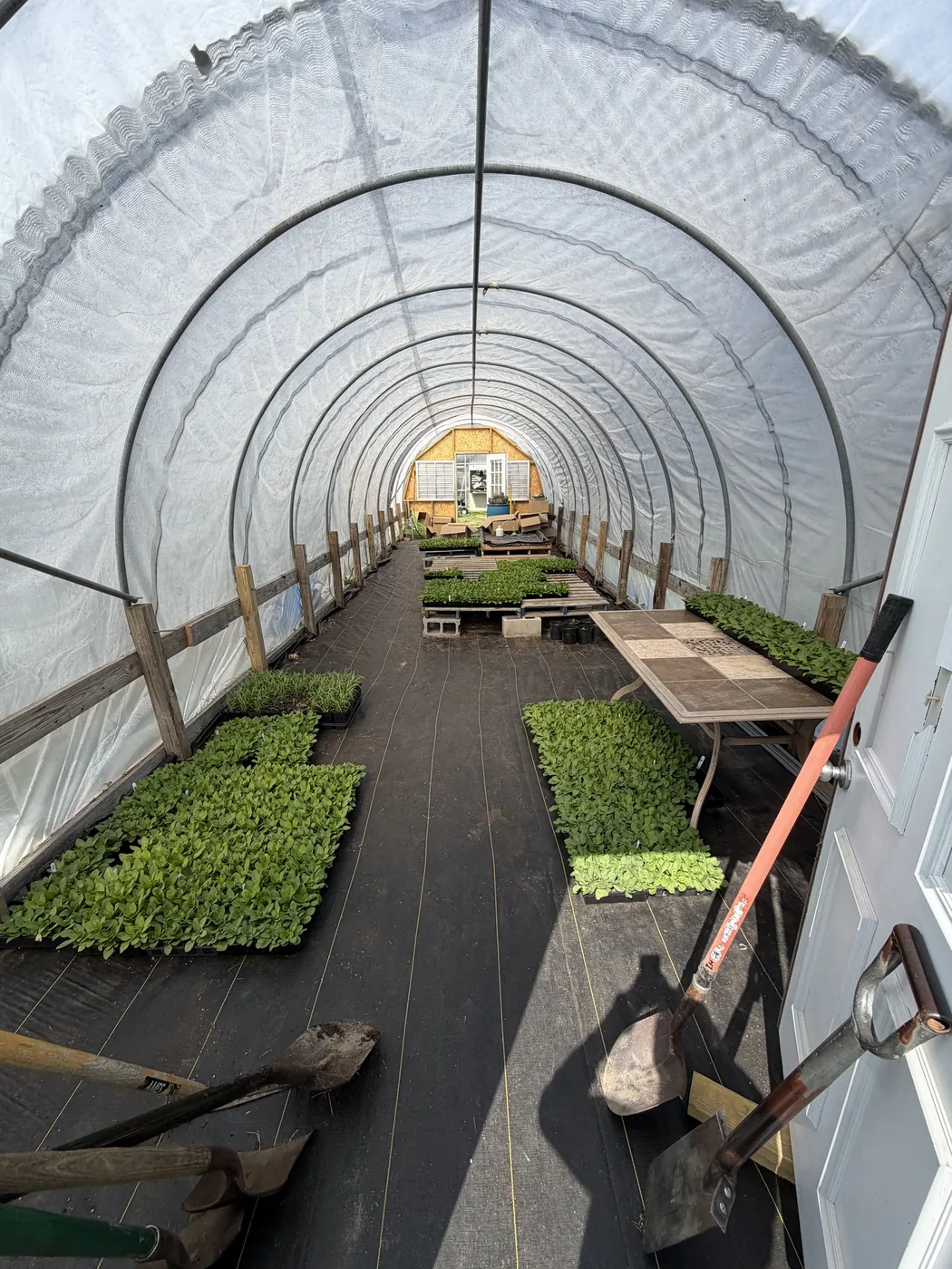 The Grasso greenhouse and growing beds in full season