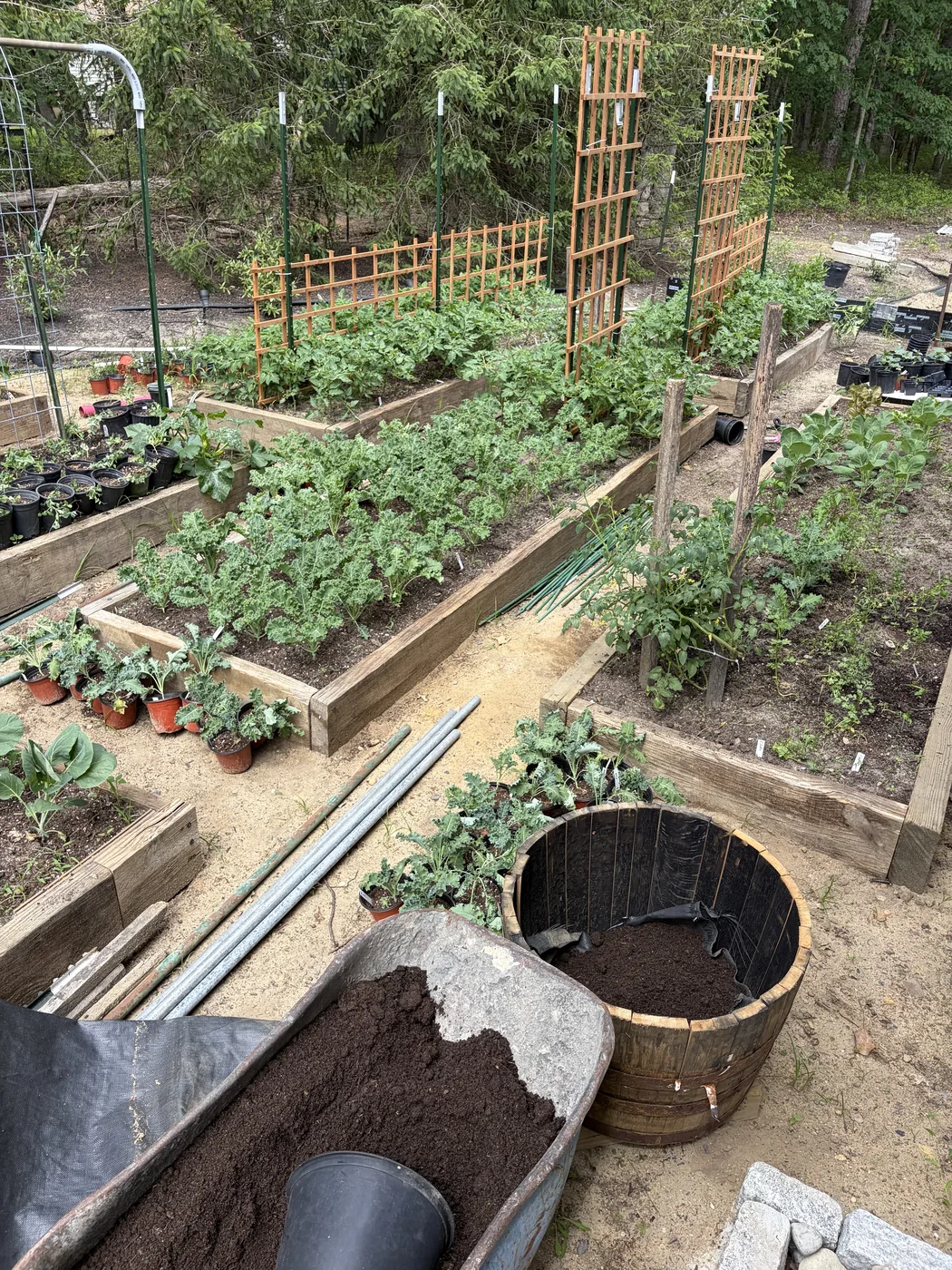Native plants raised from seed for pollinator habitat