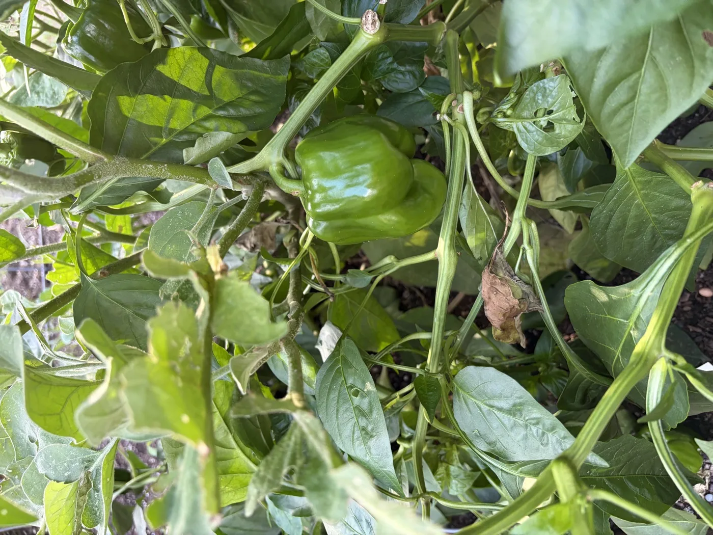 A green bell pepper growing on the plant in the vegetable garden