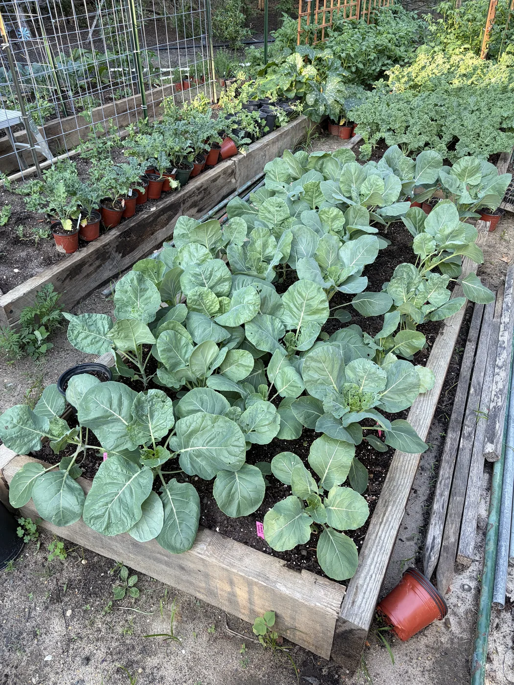 A raised bed of young broccoli and cabbage plants beside trays of potted starts