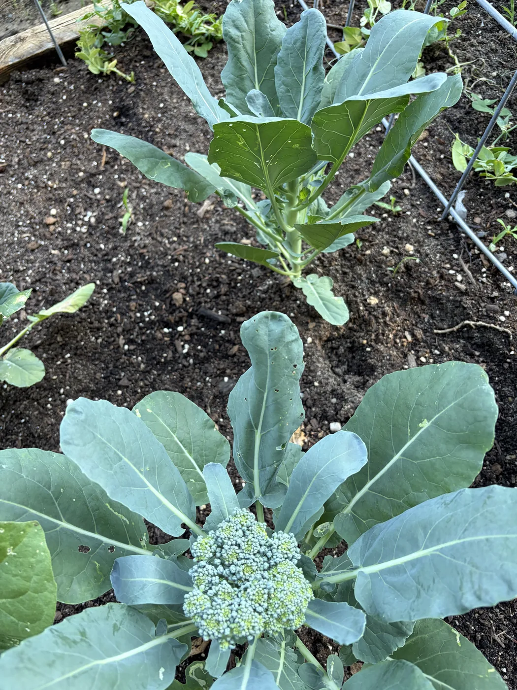 A broccoli head forming at the center of the plant in dark garden soil