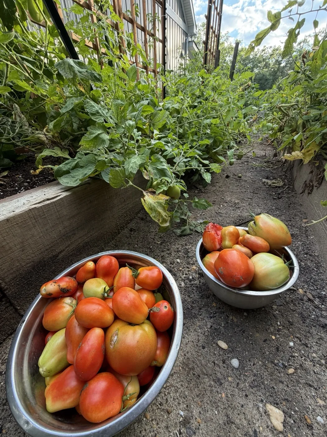 Two metal bowls of ripe tomatoes picked along the greenhouse garden row