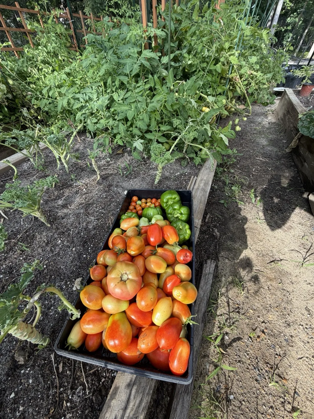 A tray of freshly picked tomatoes and peppers beside the raised garden beds
