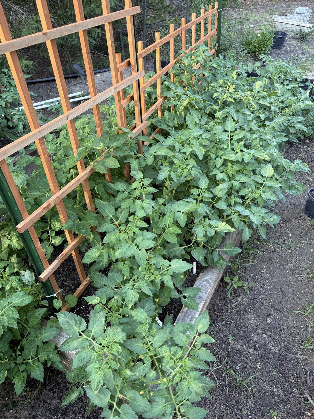Tomato plants climbing a wooden trellis frame in the vegetable garden