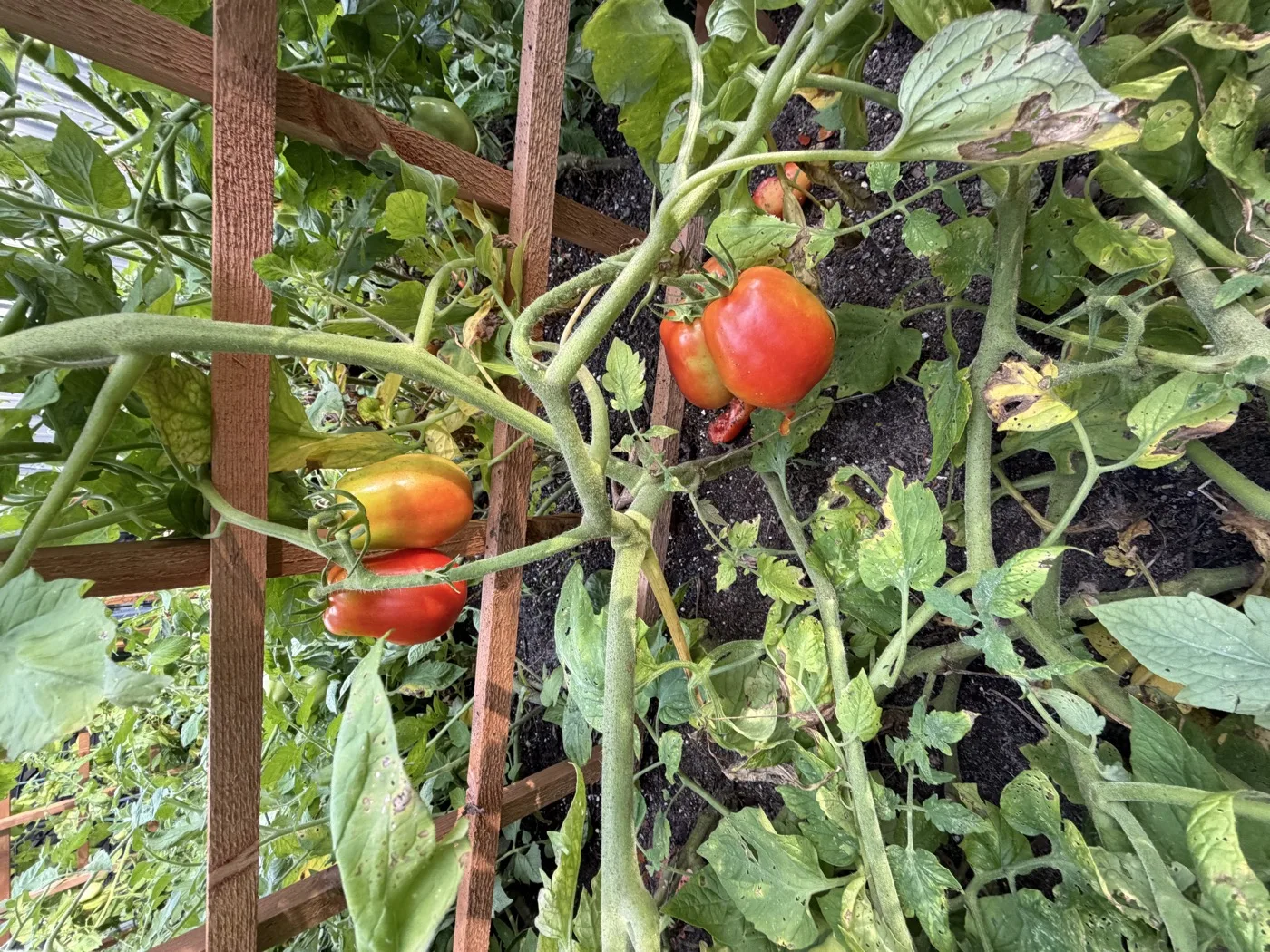 Ripening tomatoes on the trellised vines in the garden