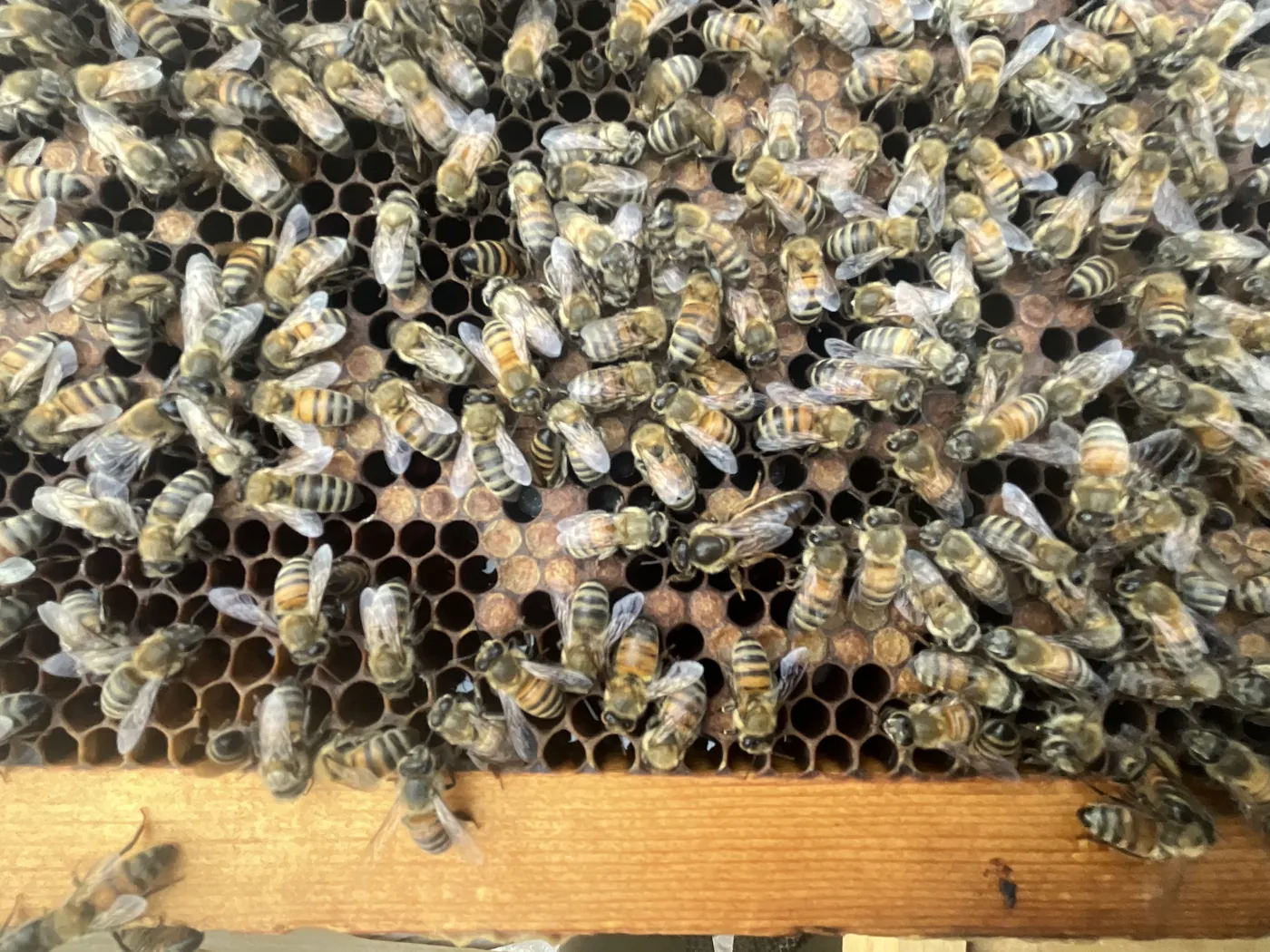 A close view of honeybees covering a frame of comb inside the hive