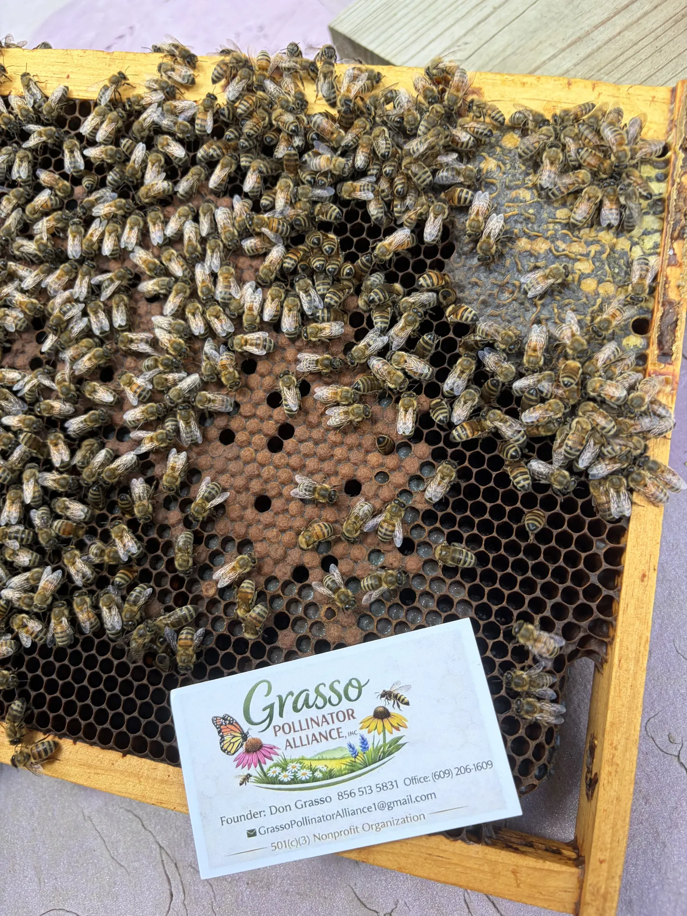 A frame of capped brood from the apiary with the Grasso Pollinator Alliance card resting on it