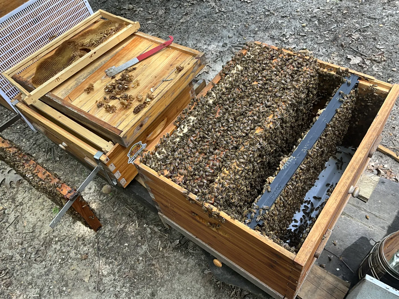 An open hive box full of bees beside drawn comb and a hive tool during an inspection