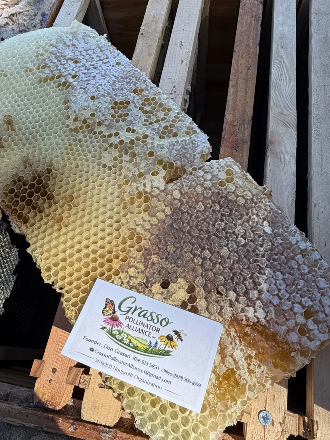 A frame of natural honeycomb from the Grasso Pollinator Alliance apiary next to the organization's card