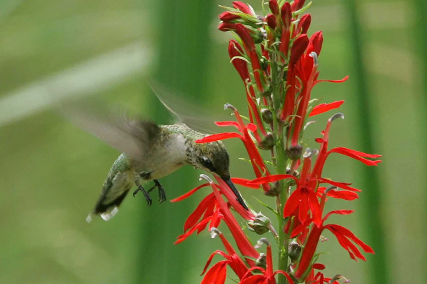 A ruby-throated hummingbird hovering to drink from bright red cardinal flower blooms