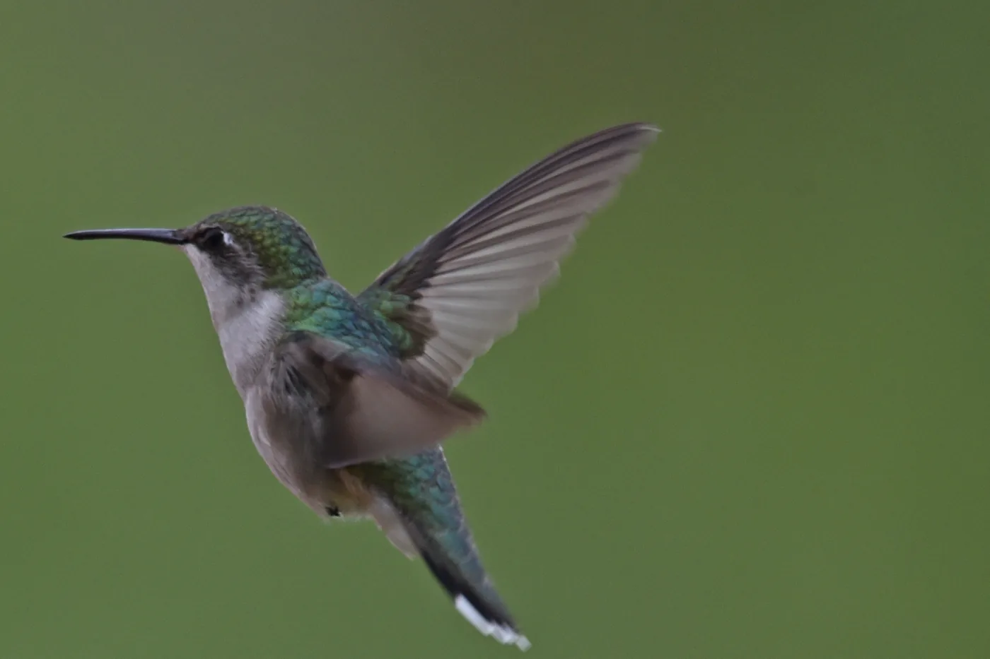 A ruby-throated hummingbird hovering in mid-air, wings spread