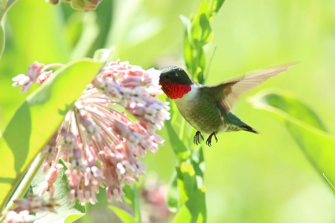 A male ruby-throated hummingbird feeding on common milkweed blossoms