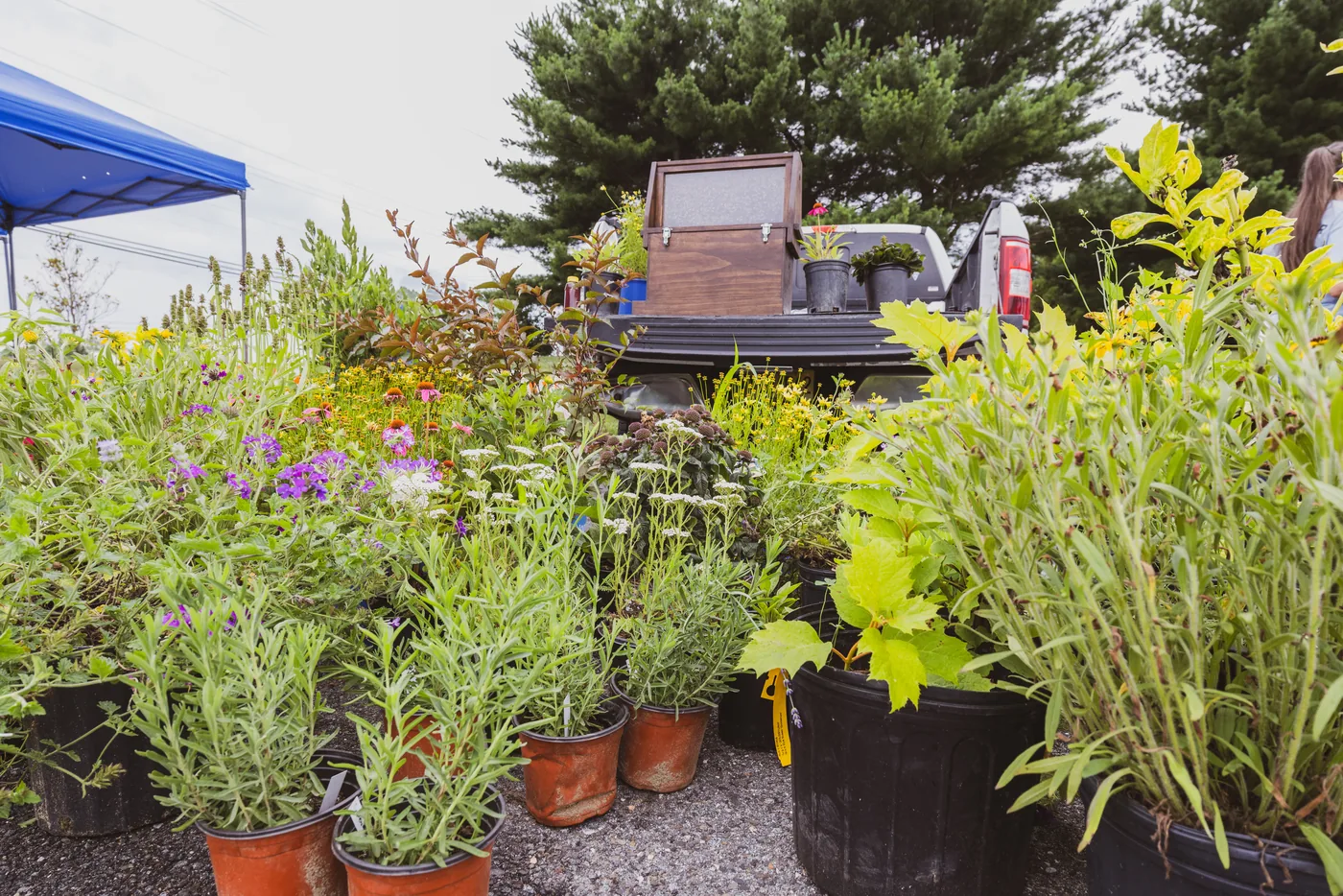 Native flowers, grasses, and wildflowers staged for the Kingsway pollinator garden