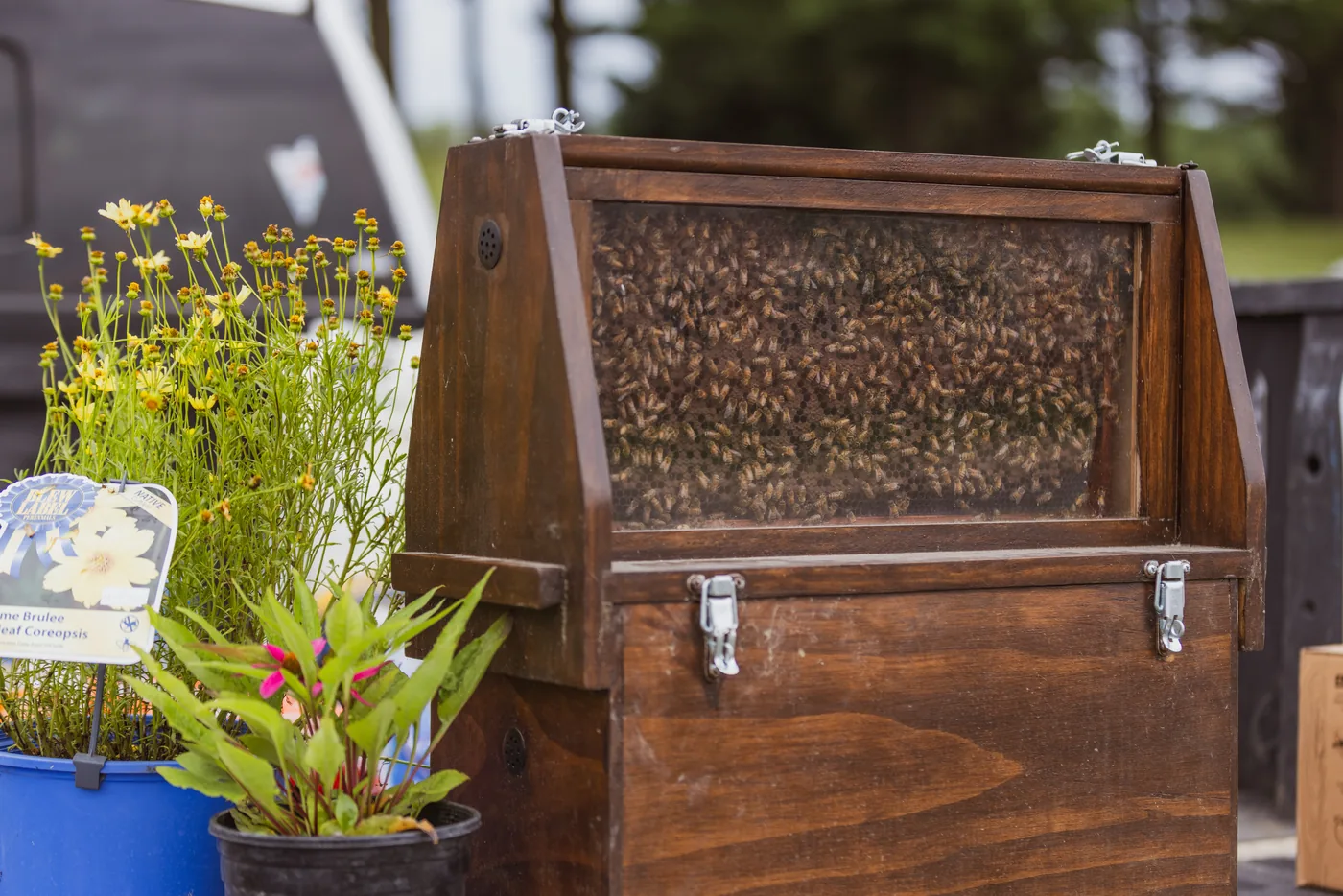 A live observation hive full of honeybees on site at the Kingsway install