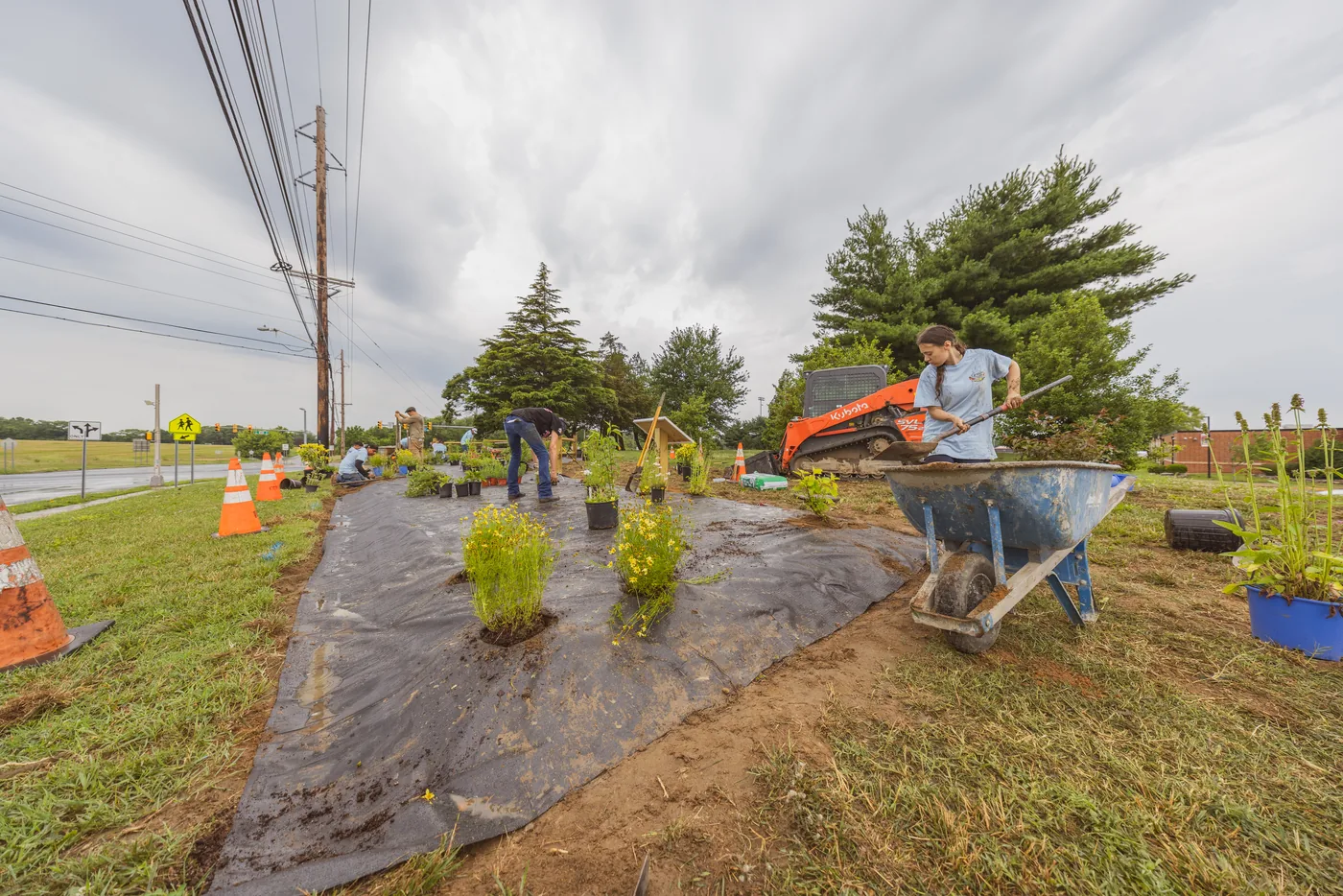 Volunteers turning a roadside strip into a native pollinator bed